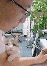 养了猫以后，总有一种自己多了个女朋友的错觉……铲屎官：加1