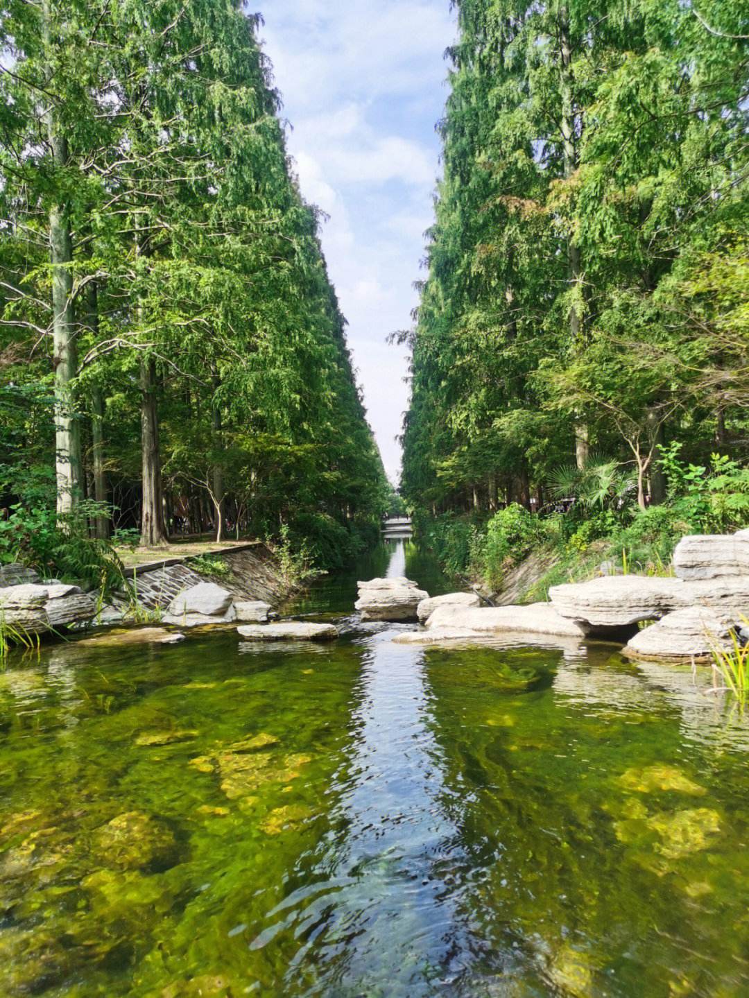 上海东平国家森林公园,都市中的绿色宝地