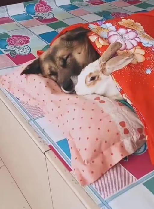 土狗在炕上抱着兔子在睡觉,主人觉得还挺温馨,但兔子的表情亮了_生活