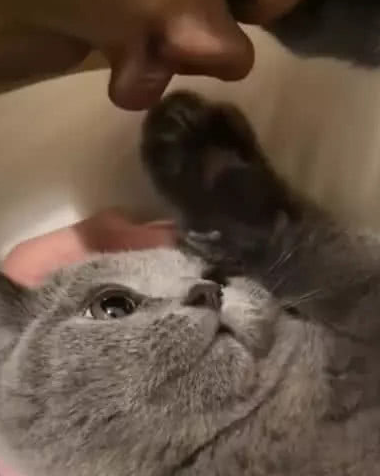 小哥哥失恋后,对着自家的猫狂吻,15秒后直接傻眼了! 小哥哥失恋后,对着自家的猫狂吻,15秒后直接傻眼了!