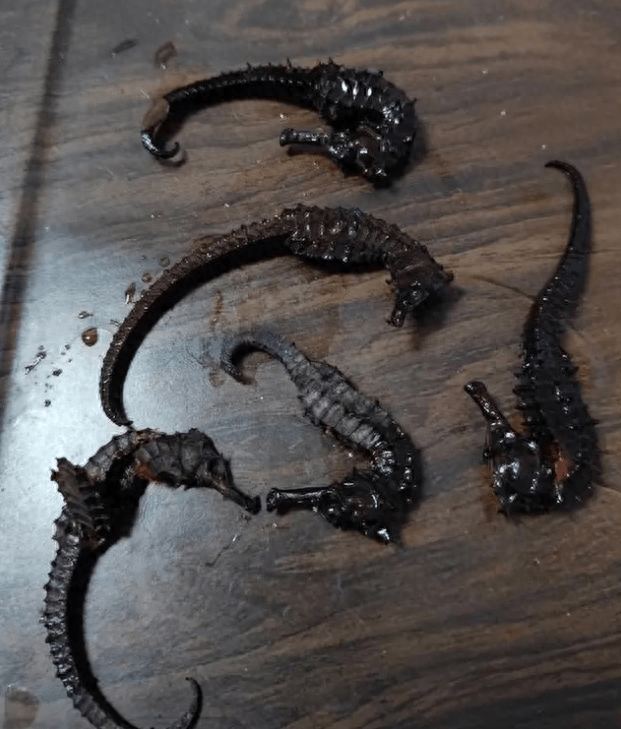 男子发现泡2年的药酒里海马竟是塑料?动物泡酒真有效吗?