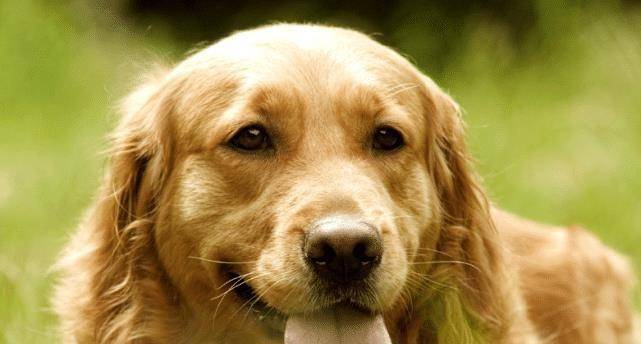 大财小财一起发,大好财运旺到12月底,属狗人事业有成不是梦_未来_财富