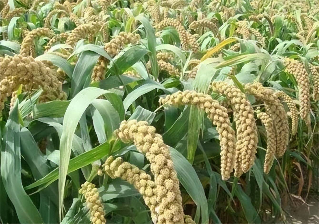 "谷子"到底说的是哪种农作物?粟,谷子,小米究竟有何渊源?