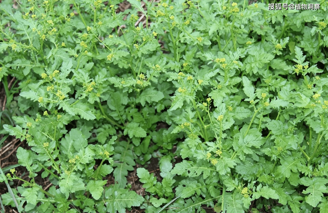 野鸡肉菜图片