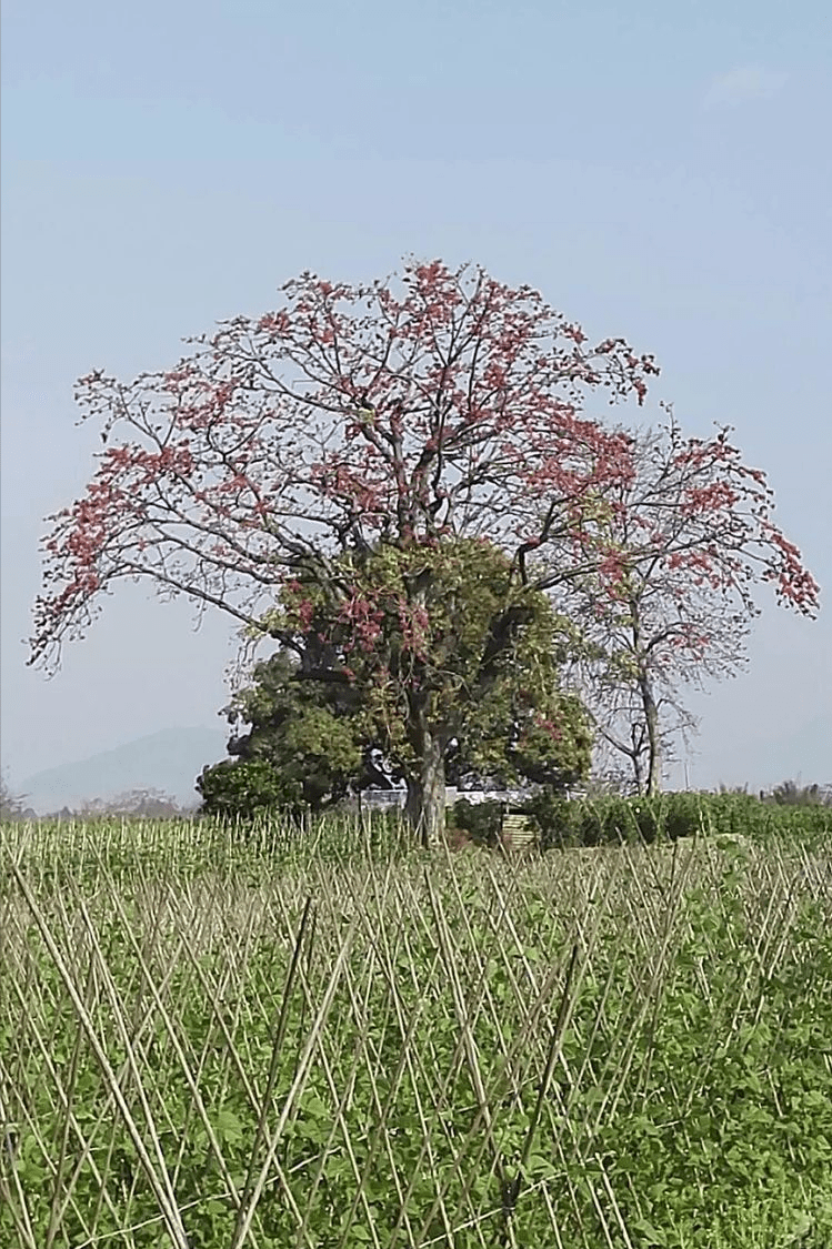 怒江明珠潞江坝