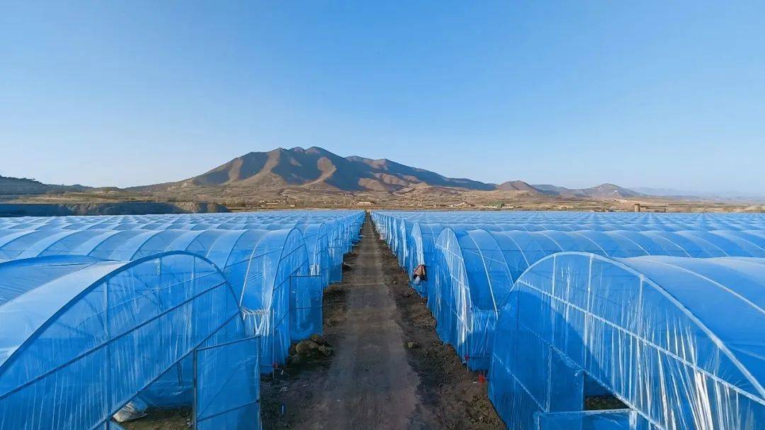 庞家堡镇蛤蟆口村:冬日大棚建设忙_项目_冷棚_蔬菜