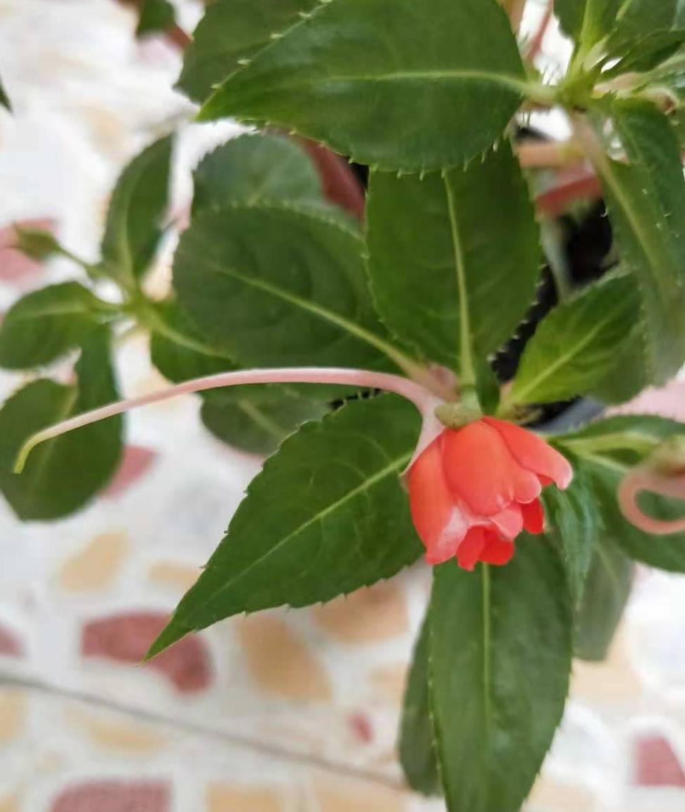 凤仙花又花开爆盆了,果然有水好养活,观花染发染指甲都可以!