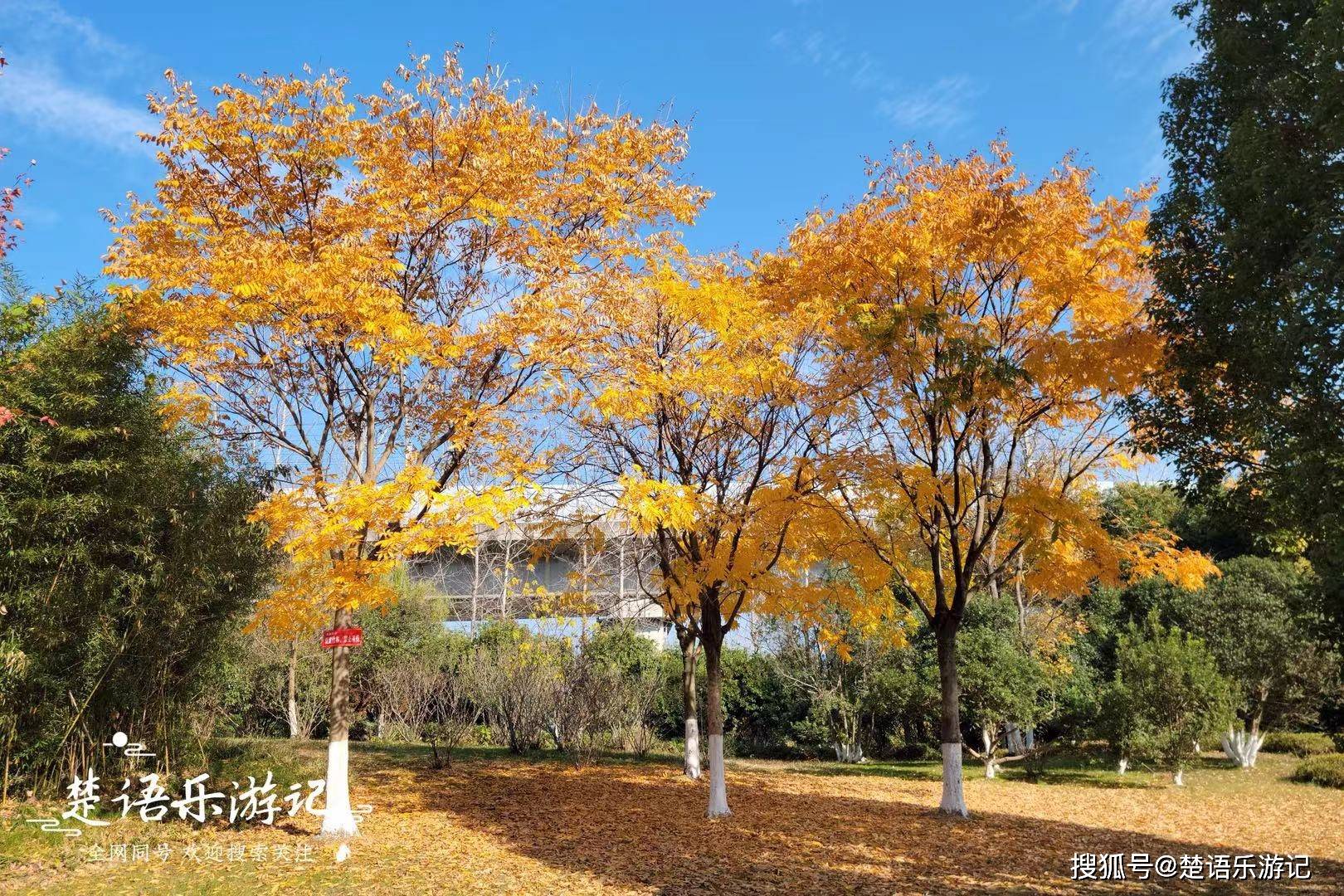 浙江余姚屯山公园,五彩斑斓堪称秋色天花板,它到底有多美?