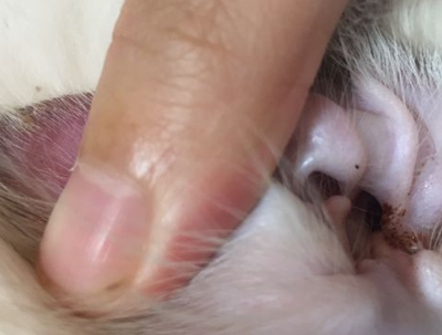 首先,耳螨虫在猫耳道里不断繁殖分泌,耳道中堆积的黑褐色分泌物是比较