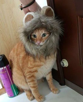 萌喵崩坏！橘猫「打喷嚏瞬间」撞脸柯P 网友笑喷：柯市长好