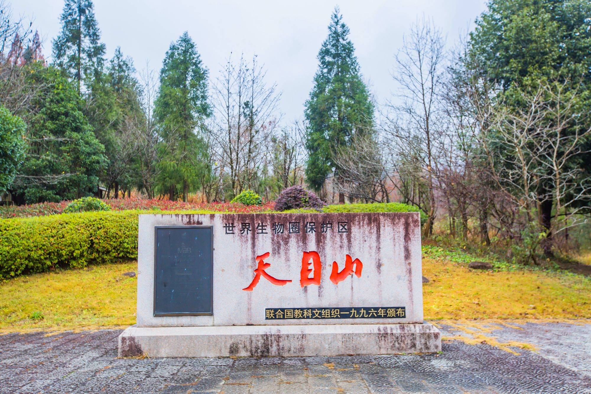 杭州臨安天目山,擁有眾多名貴的參天古樹,是一處寶藏旅行打卡地_大樹