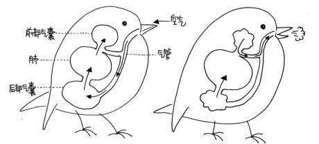 飛機_動物_空氣