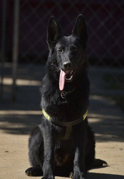 湖南湘潭現驚現惡犬咬一女子,流了一地血.爆料者稱:狗是慣犯!