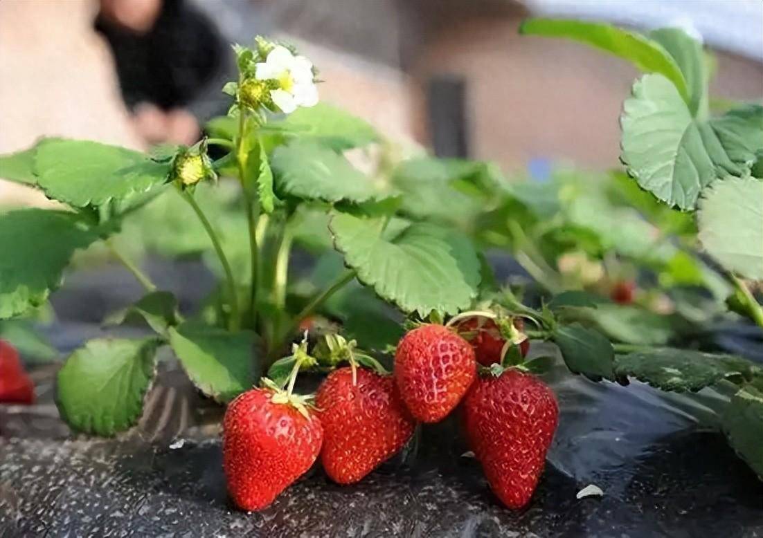 温室草莓图片