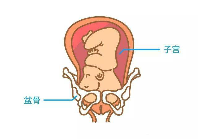 其實孕晚期胎兒已經降入骨盆內,這時恥骨聯合已經打開了.