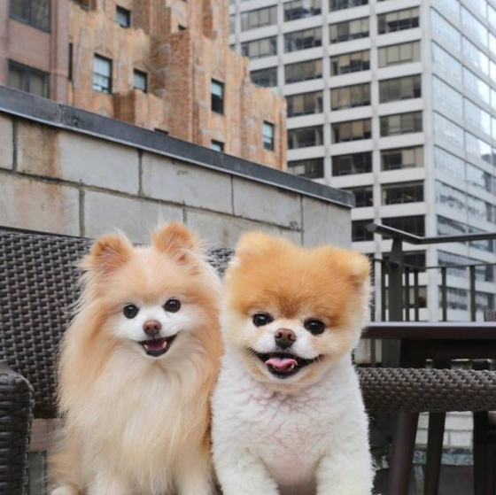 拥有最高人气的宠物狗boo因心脏问题去世_网络_毛发_笑脸