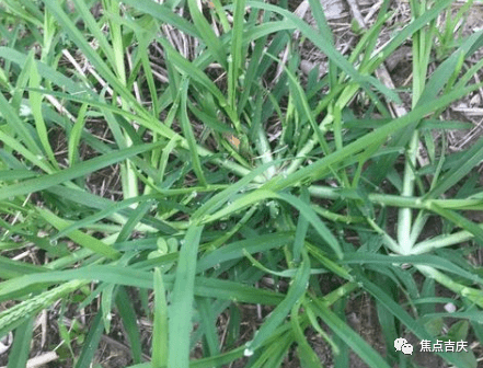 牛筋草又名千千踏,故名思義,就是隨便你怎麼踩,它毅然地在那裡,任憑風