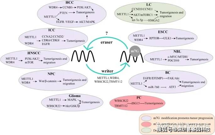 易基因: rna m7g甲基化修飾的生物學功能及其在癌症