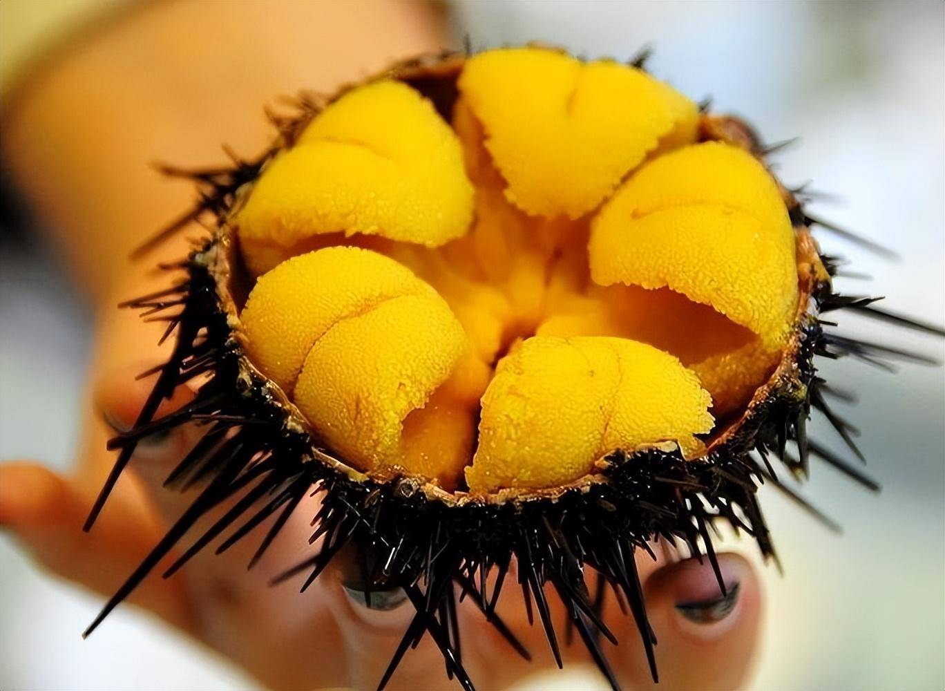 派人去吃能解决问题吗?_海胆_牙齿_海藻