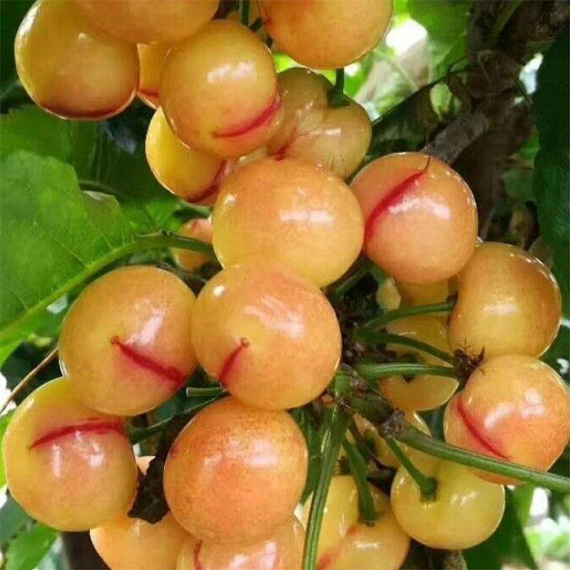 尝鲜红南阳樱桃树苗品种:果实品质卓越,甜度高