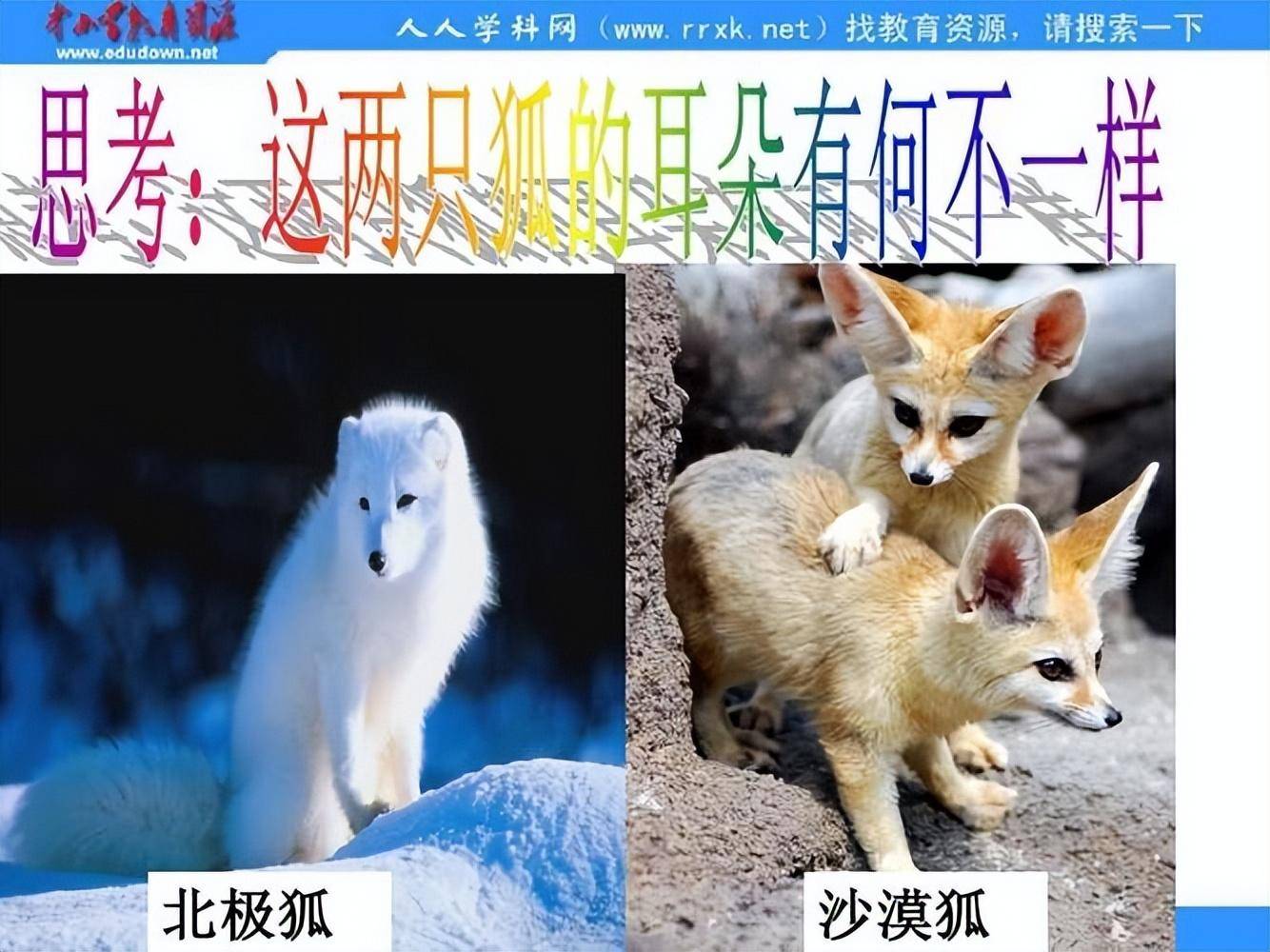 北方老鼠一捏就死，南方老鼠和猫干仗！为何北方人就比南方人高？(图12)