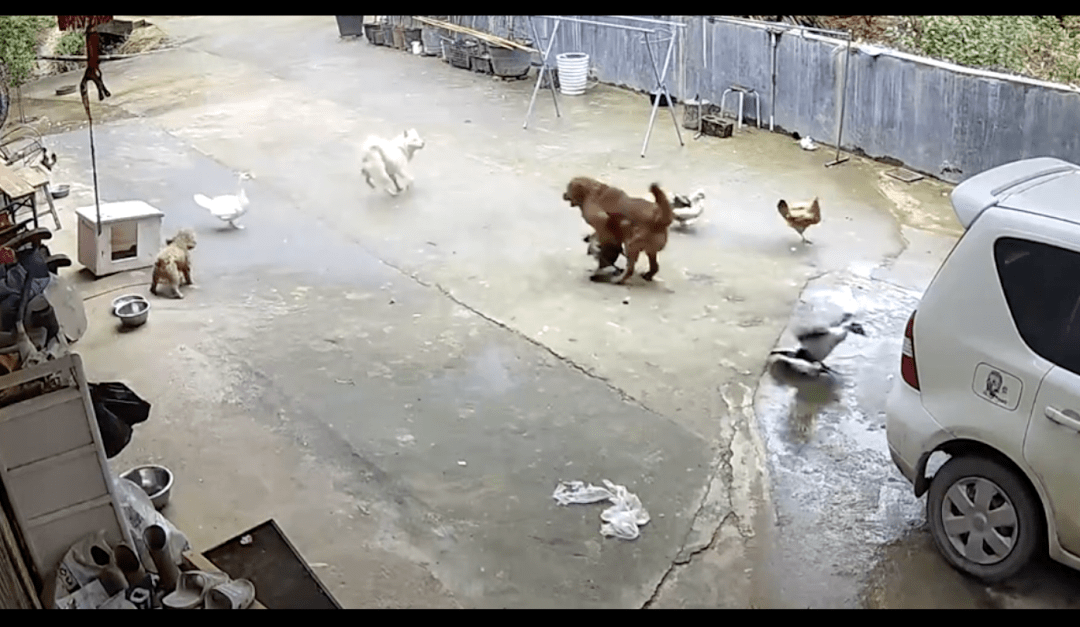 白狗冲进院子里来咬鸡鸭，家狗立马跑出来保护！鸡鸭：谢谢狗哥！ 