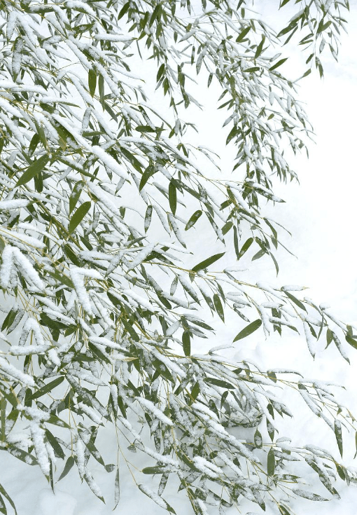 【诗词鉴赏】当竹子遇见雪,你能想象是一种怎样的美景吗?