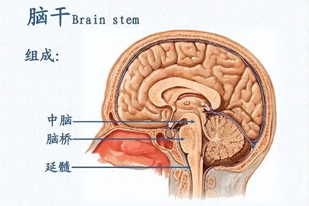 小脑是哪个位置图图片