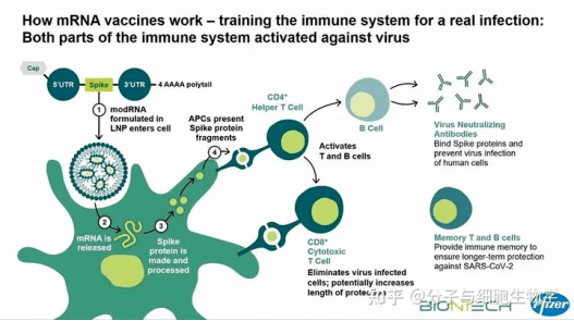 新冠病毒入侵人體細胞示意圖以新型冠狀病毒mrna