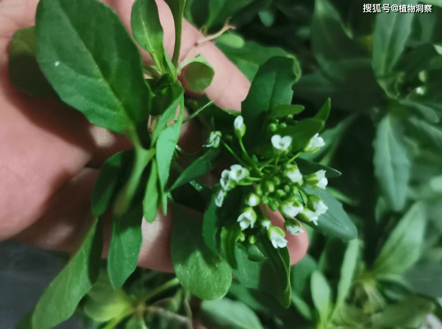 植物_農村_種子