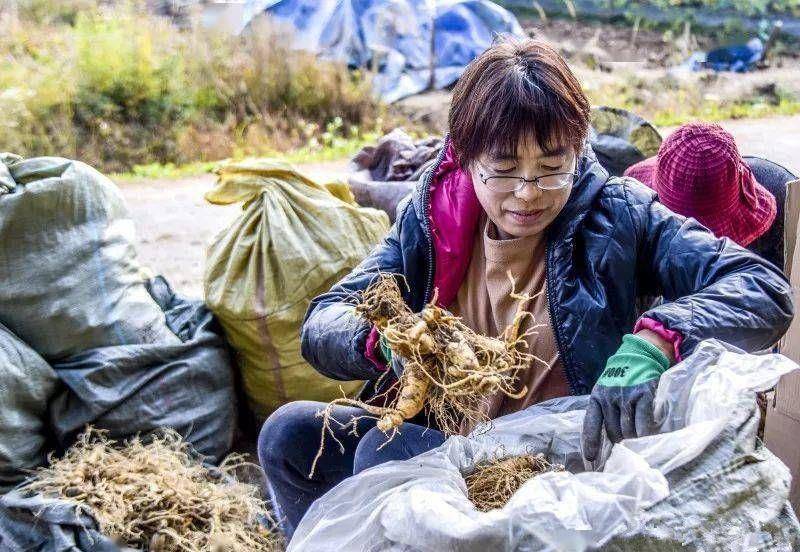 吉林有個小縣城:人參當蘿蔔賣,東北三寶要啥有啥!_長白山_旅遊_特產