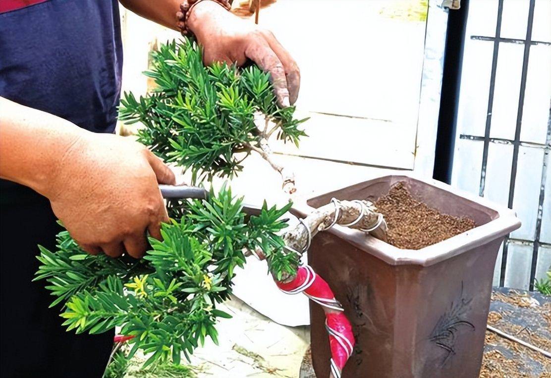 打造梦幻造型,学习罗汉松修剪技巧!_进行_枝条_树木