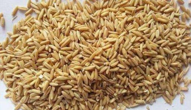 燕麦和莜麦有什么区别?_食用_中国_环境