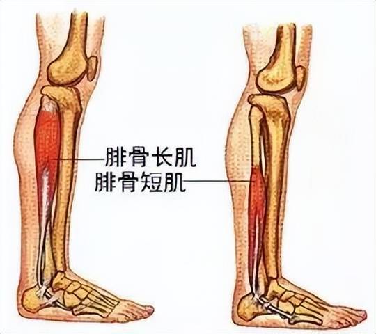 北京大榮診所胡霞醫生:掌握和理解足踝運動學和動力學