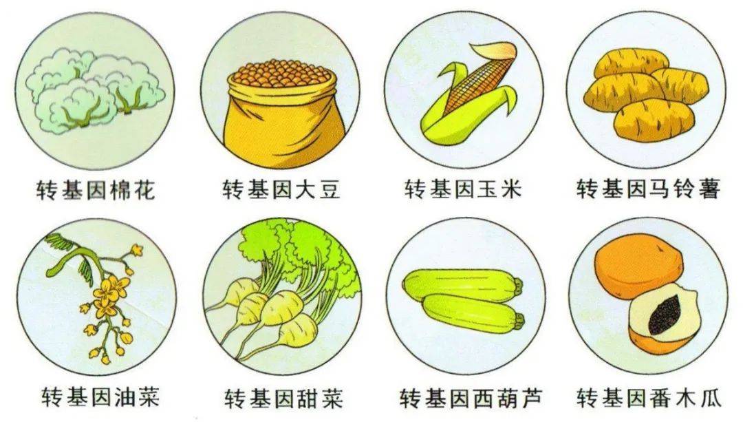 究竟什么是转基因食品,其安全性究竟如何,转基因食品的发展对农业发展