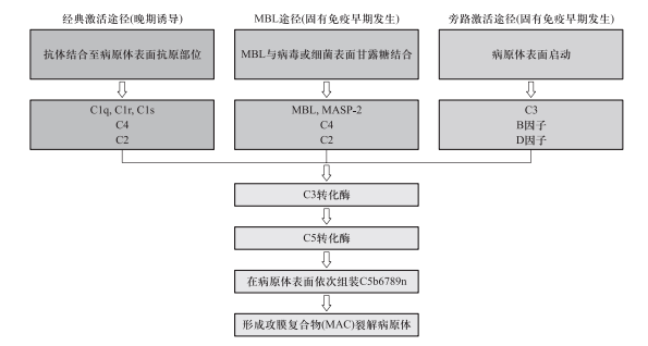 疫苗保護性的