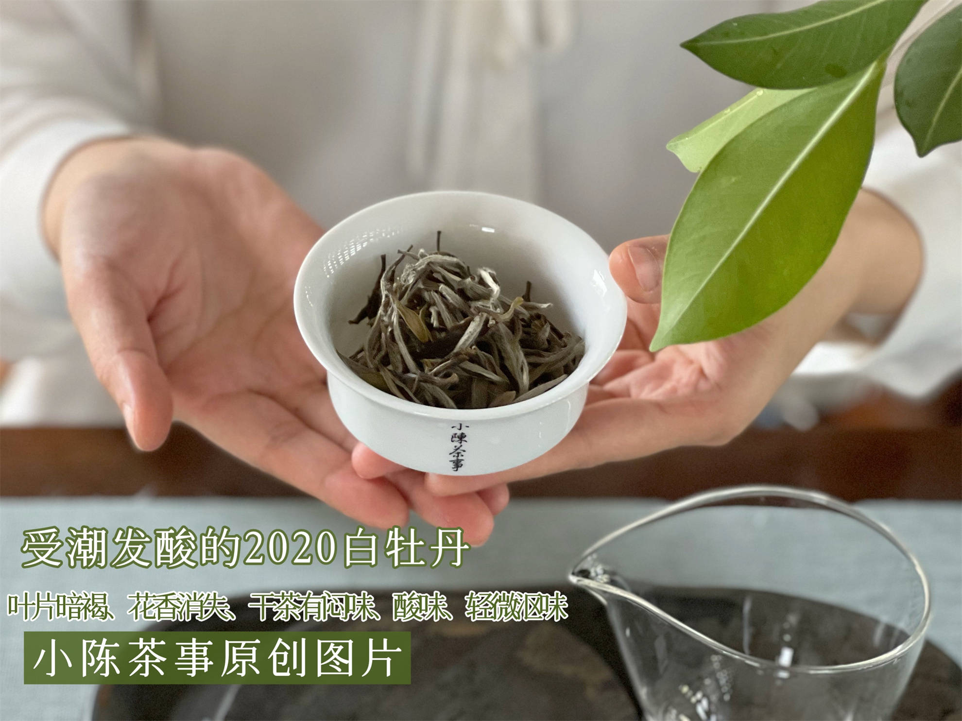 3種典型的劣質白茶,早就上了老茶客們的