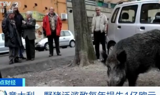 意大利野猪泛滥，农民议会大楼前炖肉**：再不管就要进我卧室了(图2)