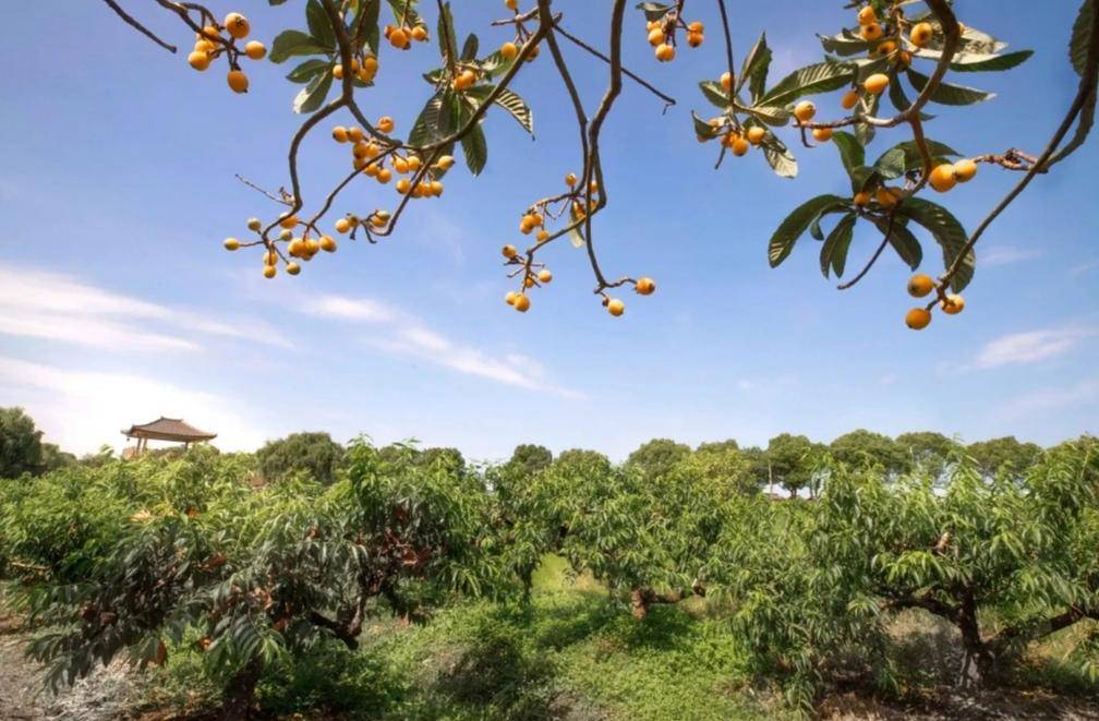 上海金山吕巷水果公园好比花果山