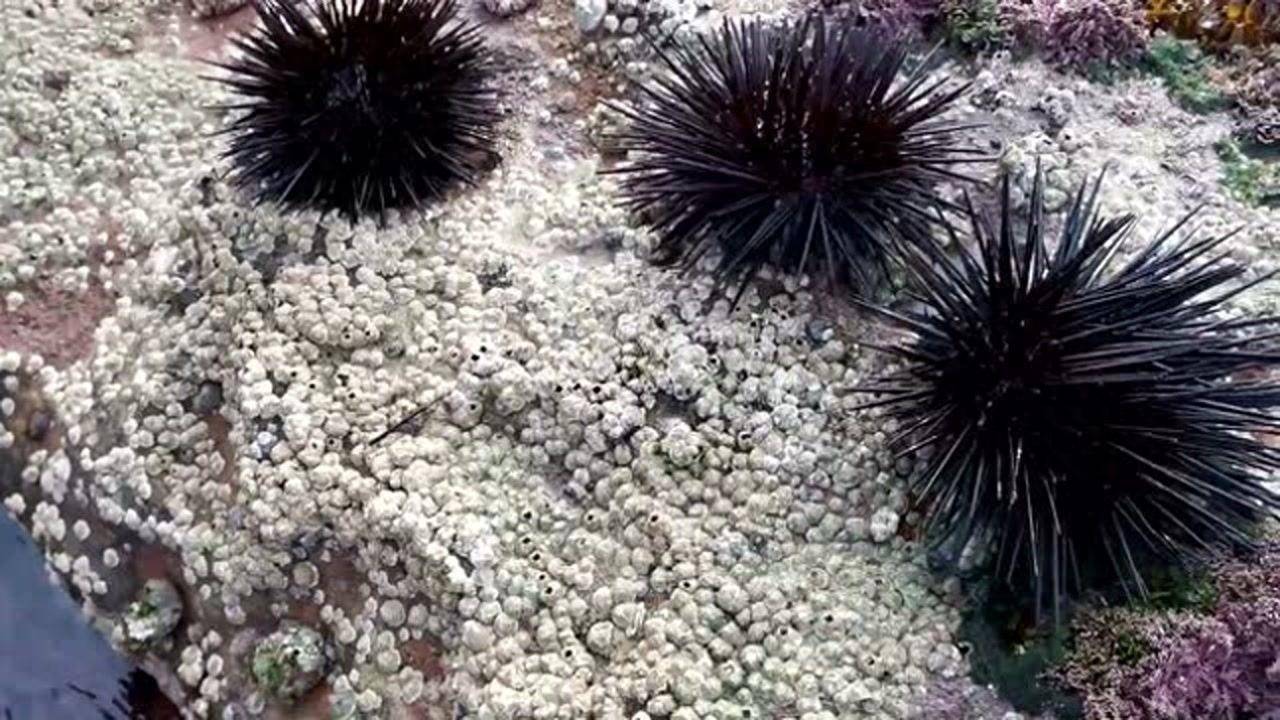 海胆在澳洲泛滥，为什么当地宁愿雇人敲碎，也不吃它？(图1)