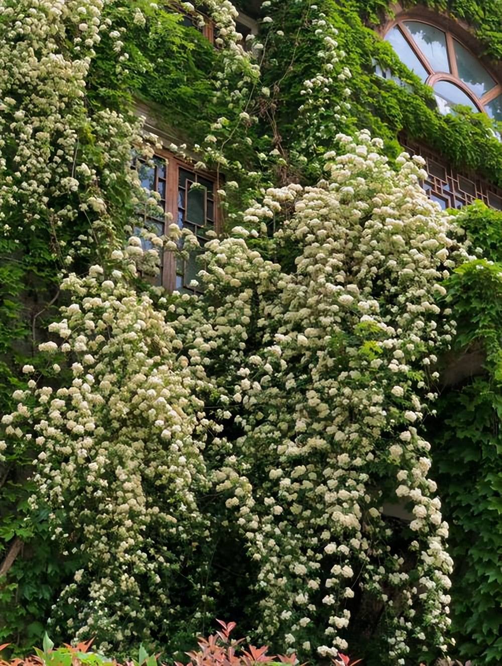 家里有个小阳台,种上2盆木香花,香味浓郁绽放层叠群花_长势_开花_修剪