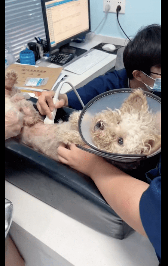 女生收养受伤流浪狗秒变公主,半年后却找到原主人,继续养还是该送回? 女生收养受伤流浪狗秒变公主,半年后却找到原主人,继续养还是该送回?
