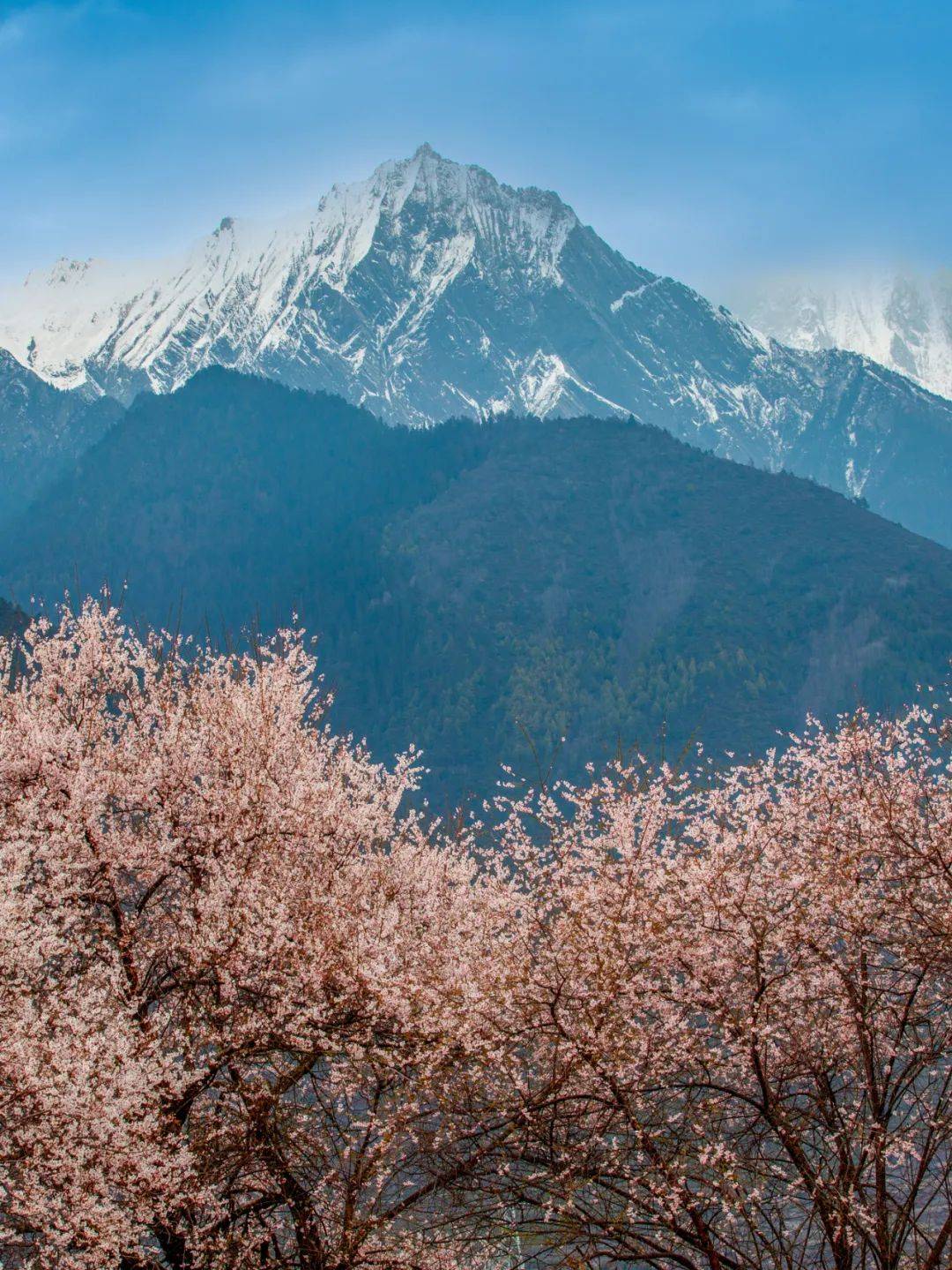 西藏林芝,一场雪山映桃花的浪漫旅程,即将开启!_南迦巴瓦_活动_波密