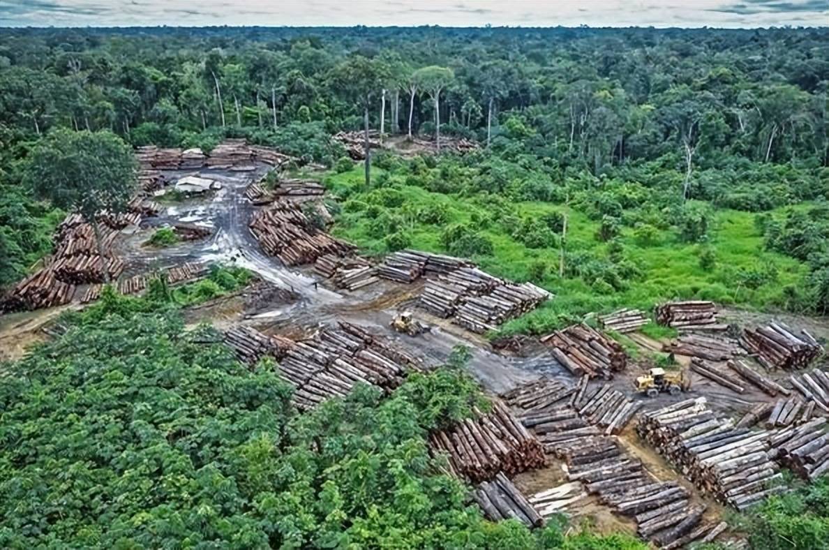 地球之肺亚马逊雨林竟发生退化,后果不容小觑!