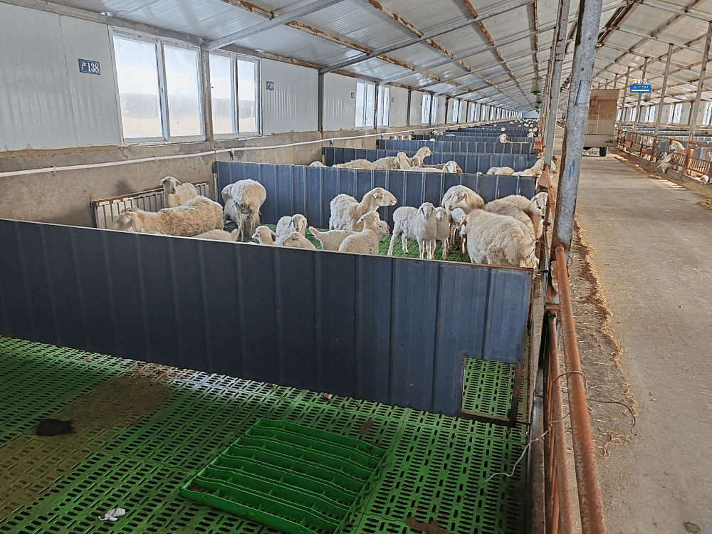 塑料漏粪板最全介绍,养羊的不要错过_设计_羊群_材料