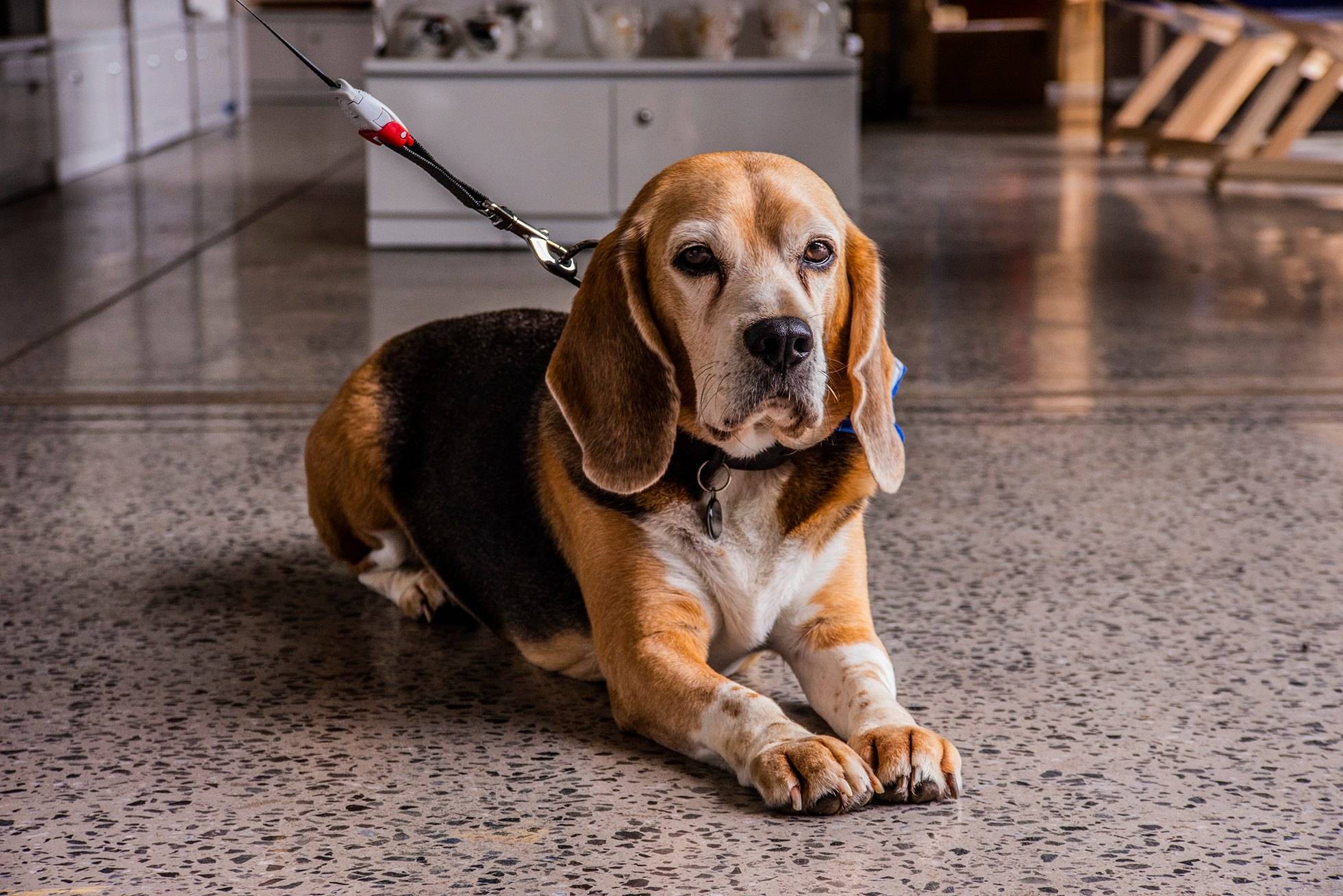 南非葡萄园里的野兽与萌宠