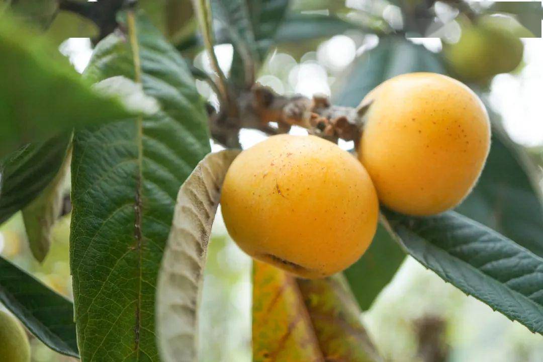 苏州今年的白玉枇杷比以前丑,但风味更足._东山