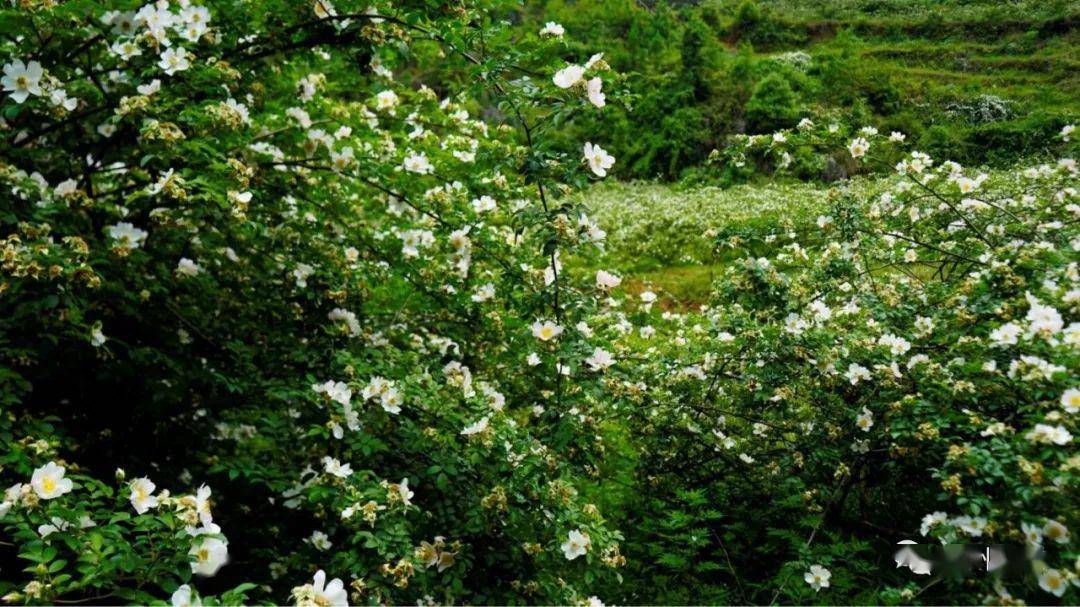 【盘州旅游】一片白色的刺梨花,开满了山谷