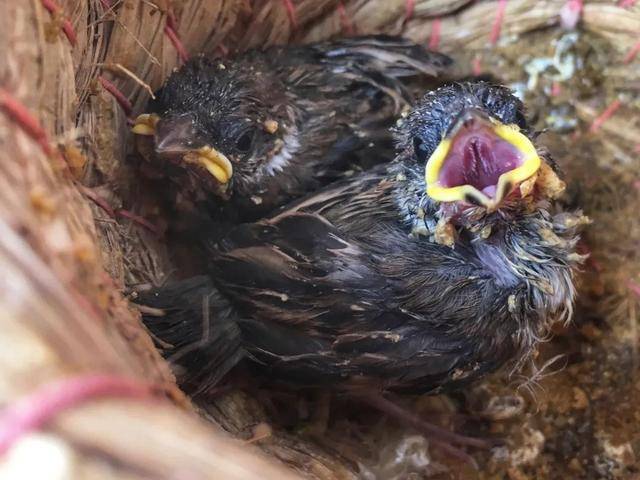 太有爱!小姐姐当上"兼职奶妈",幼鸟成长全纪录,一起看看吧