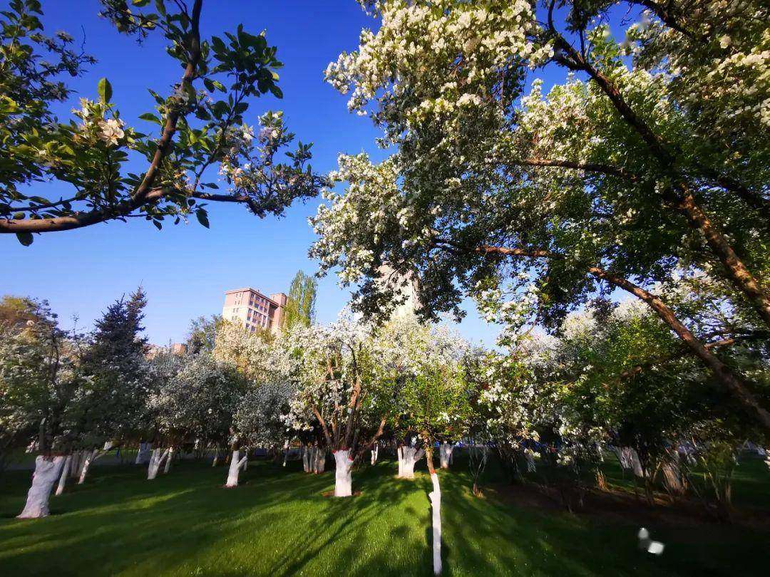 太美了!西宁海棠公园海棠花开了